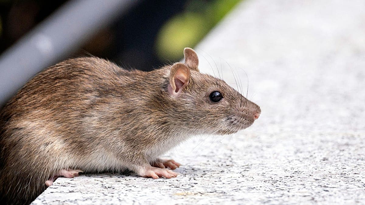 Épidémie mortelle de hantavirus sur un navire de croisière : 3 morts, une enquête est en cours